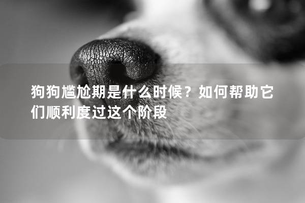 狗狗尷尬期是什么時候？如何幫助它們順利度過這個階段