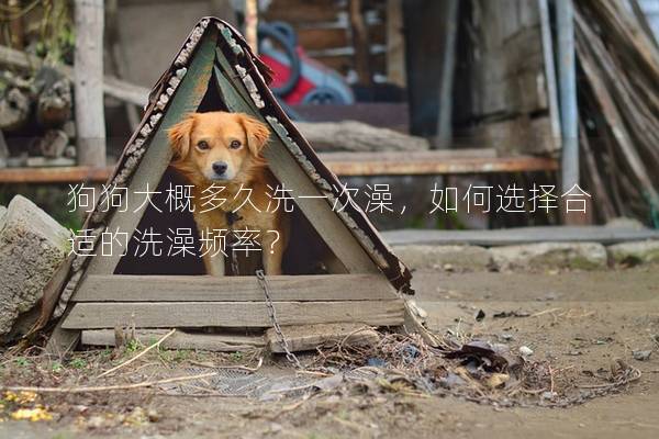 狗狗大概多久洗一次澡，如何選擇合適的洗澡頻率？