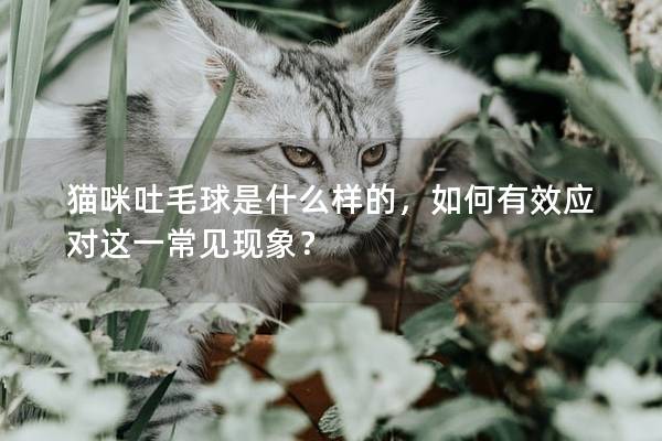 貓咪吐毛球是什么樣的，如何有效應對這一常見現象？