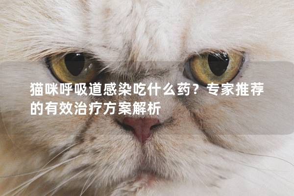 貓咪呼吸道感染吃什么藥？專家推薦的有效治療方案解析