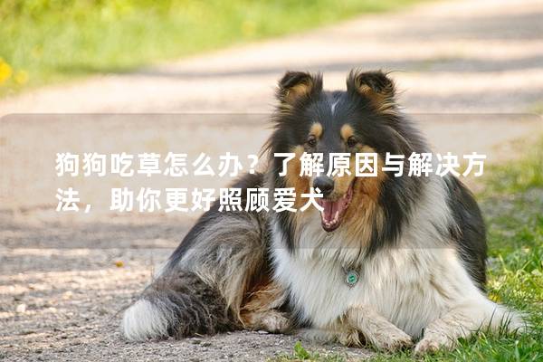 狗狗吃草怎么辦？了解原因與解決方法，助你更好照顧愛犬