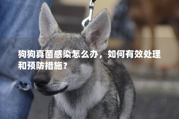 狗狗真菌感染怎么辦，如何有效處理和預(yù)防措施？