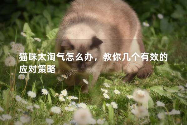 貓咪太淘氣怎么辦，教你幾個有效的應(yīng)對策略