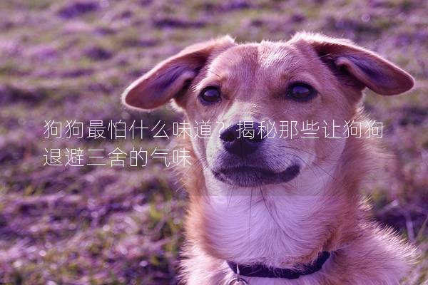 狗狗最怕什么味道？揭秘那些讓狗狗退避三舍的氣味
