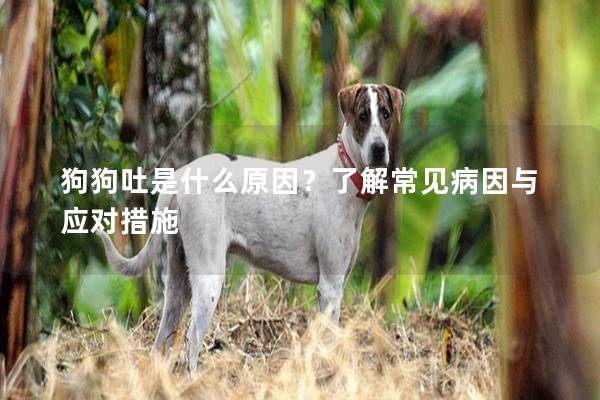 狗狗吐是什么原因？了解常見(jiàn)病因與應(yīng)對(duì)措施