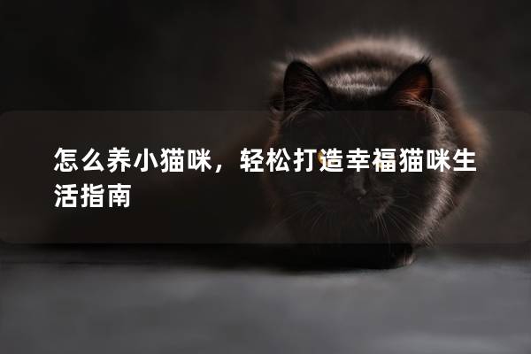 怎么養小貓咪，輕松打造幸福貓咪生活指南