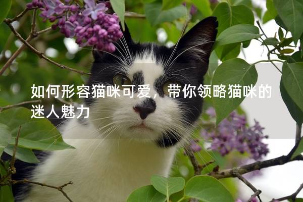 如何形容貓咪可愛(ài)，帶你領(lǐng)略貓咪的迷人魅力