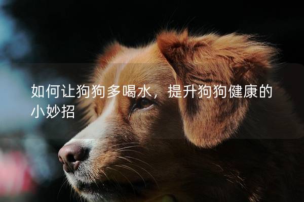 如何讓狗狗多喝水，提升狗狗健康的小妙招