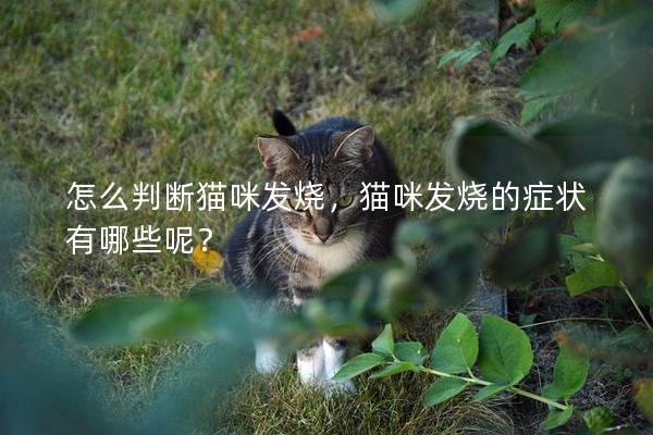 怎么判斷貓咪發(fā)燒，貓咪發(fā)燒的癥狀有哪些呢？