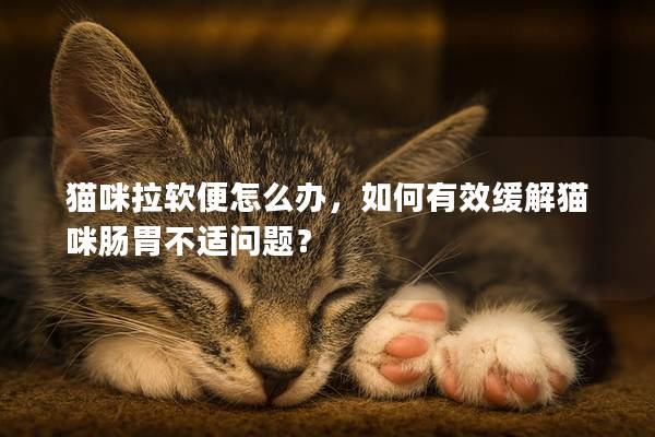 貓咪拉軟便怎么辦，如何有效緩解貓咪腸胃不適問題？