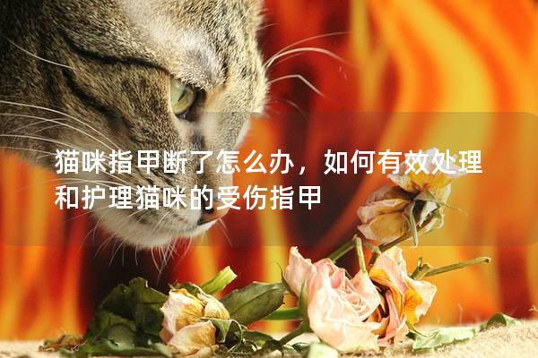 貓咪指甲斷了怎么辦，如何有效處理和護理貓咪的受傷指甲