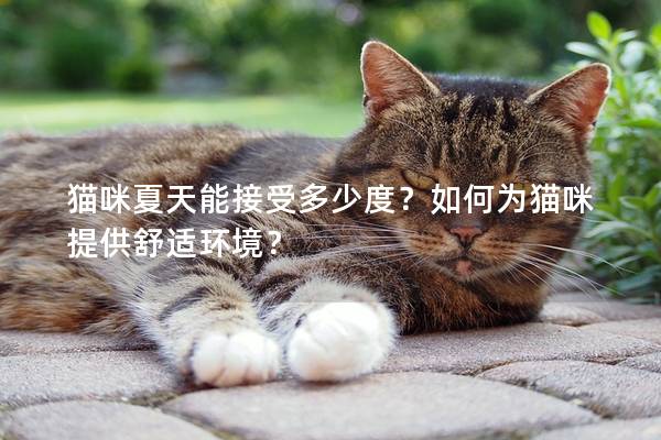 貓咪夏天能接受多少度？如何為貓咪提供舒適環境？