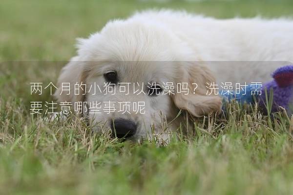 兩個月的小狗可以洗澡嗎？洗澡時需要注意哪些事項呢