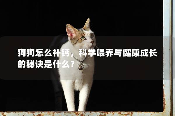 狗狗怎么補鈣，科學喂養與健康成長的秘訣是什么？