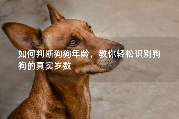 如何判斷狗狗年齡，教你輕松識別狗狗的真實歲數(shù)