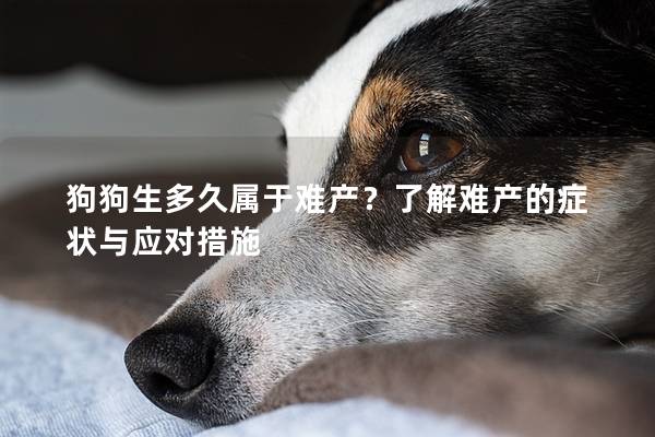 狗狗生多久屬于難產(chǎn)？了解難產(chǎn)的癥狀與應(yīng)對(duì)措施