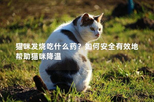 貓咪發燒吃什么藥？如何安全有效地幫助貓咪降溫