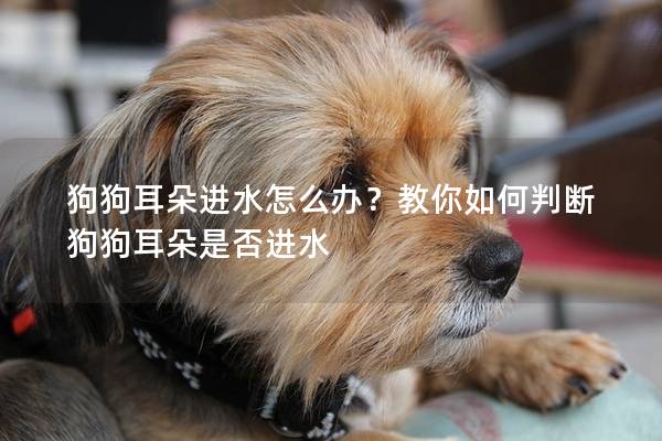 狗狗耳朵進(jìn)水怎么辦？教你如何判斷狗狗耳朵是否進(jìn)水