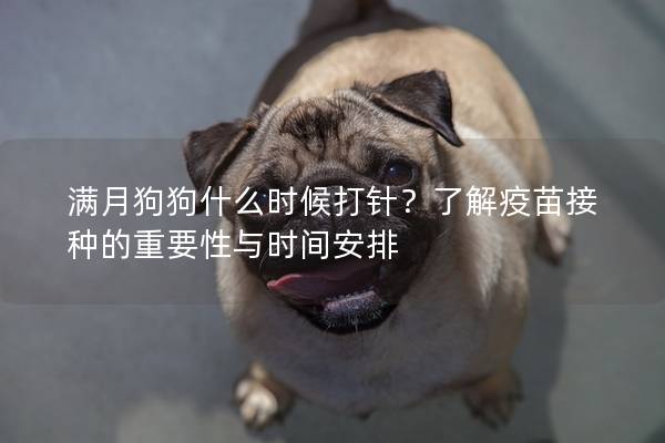 滿月狗狗什么時候打針？了解疫苗接種的重要性與時間安排