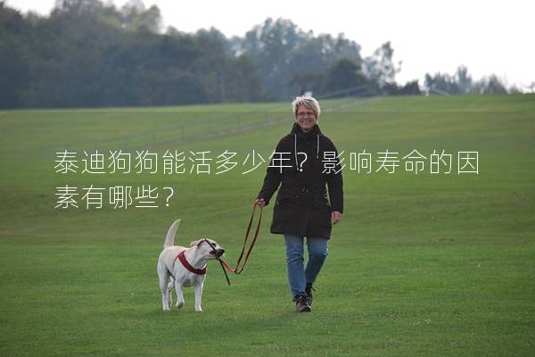 泰迪狗狗能活多少年？影響壽命的因素有哪些？