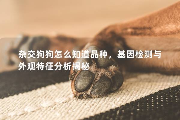 雜交狗狗怎么知道品種,基因檢測(cè)與外觀特征分析揭秘 雜交狗狗怎么知道品種,基因檢測(cè)與外觀特征分析揭秘