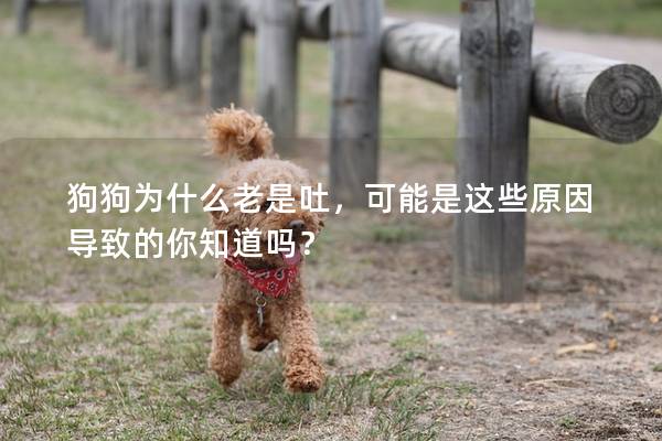 狗狗為什么老是吐，可能是這些原因導致的你知道嗎？