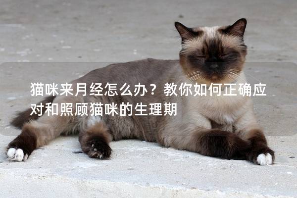 貓咪來月經(jīng)怎么辦？教你如何正確應(yīng)對和照顧貓咪的生理期