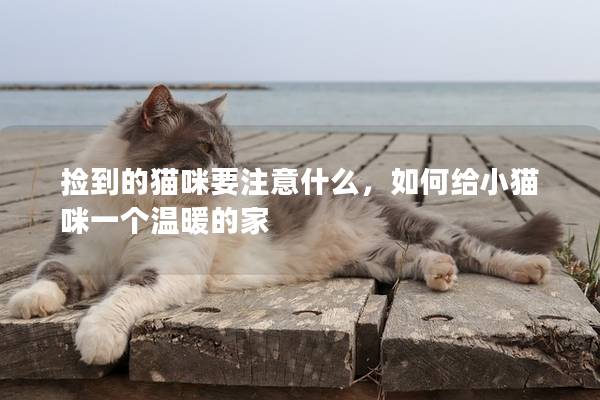 撿到的貓咪要注意什么，如何給小貓咪一個溫暖的家