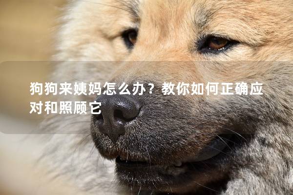 狗狗來姨媽怎么辦？教你如何正確應(yīng)對和照顧它
