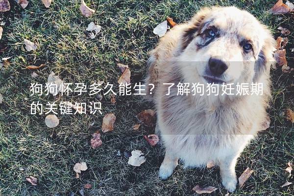 狗狗懷孕多久能生？了解狗狗妊娠期的關鍵知識