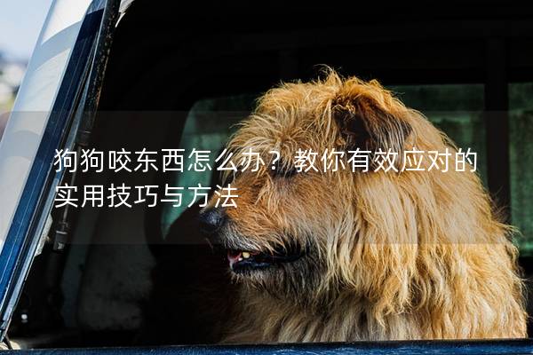 狗狗咬東西怎么辦？教你有效應對的實用技巧與方法