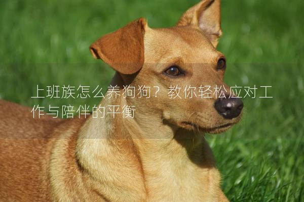 上班族怎么養狗狗？教你輕松應對工作與陪伴的平衡