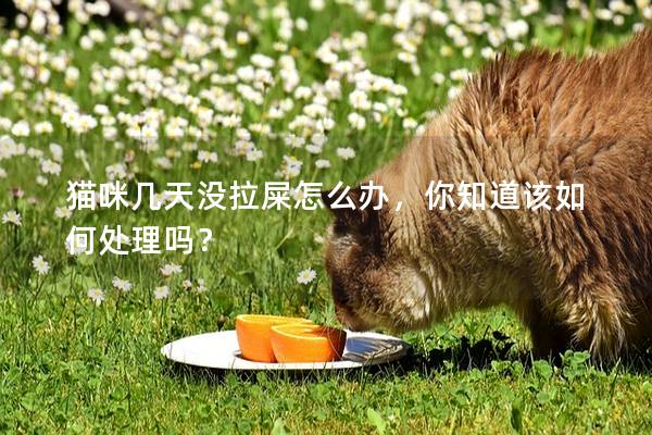 貓咪幾天沒(méi)拉屎怎么辦，你知道該如何處理嗎？