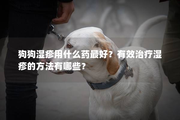 狗狗濕疹用什么藥最好？有效治療濕疹的方法有哪些？