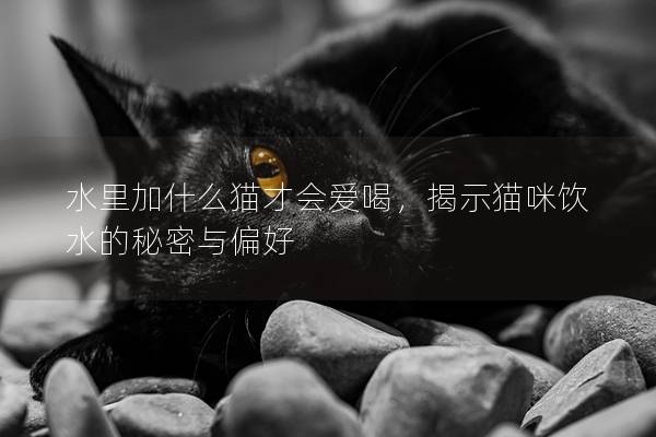 水里加什么貓才會愛喝，揭示貓咪飲水的秘密與偏好