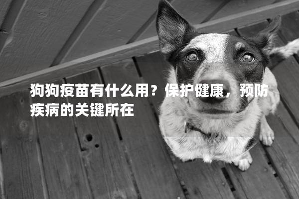 狗狗疫苗有什么用？保護健康，預防疾病的關(guān)鍵所在