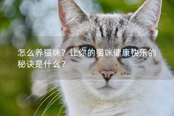 怎么養貓咪？讓你的貓咪健康快樂的秘訣是什么？