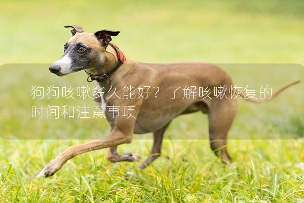狗狗咳嗽多久能好？了解咳嗽恢復(fù)的時(shí)間和注意事項(xiàng)