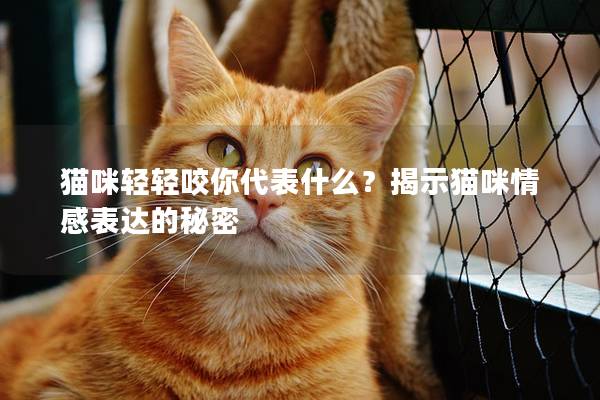 貓咪輕輕咬你代表什么？揭示貓咪情感表達(dá)的秘密