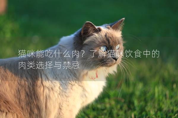 貓咪能吃什么肉？了解貓咪飲食中的肉類選擇與禁忌