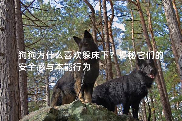 狗狗為什么喜歡躲床下？揭秘它們的安全感與本能行為