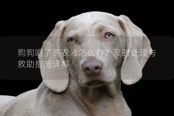 狗狗喝了洗衣液怎么辦？及時處理與救助措施詳解