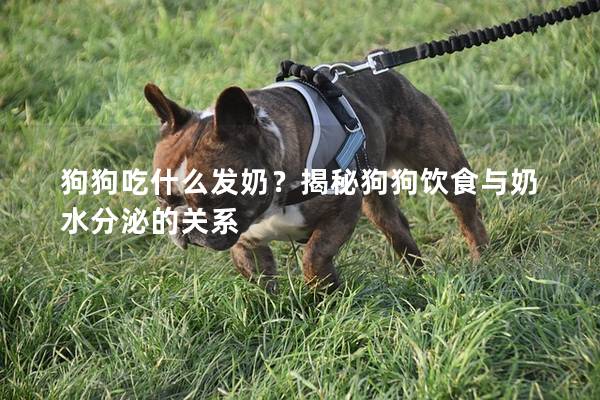 狗狗吃什么發(fā)奶？揭秘狗狗飲食與奶水分泌的關系