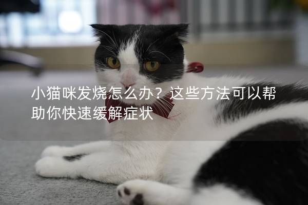 小貓咪發燒怎么辦？這些方法可以幫助你快速緩解癥狀
