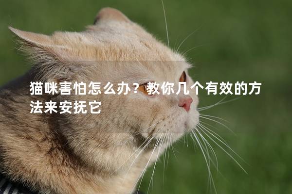 貓咪害怕怎么辦？教你幾個(gè)有效的方法來(lái)安撫它
