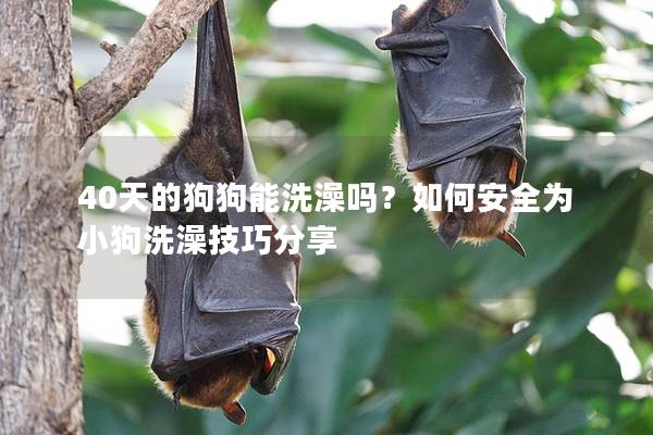 40天的狗狗能洗澡嗎？如何安全為小狗洗澡技巧分享
