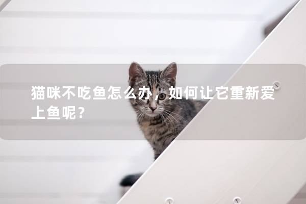 貓咪不吃魚怎么辦，如何讓它重新愛上魚呢？