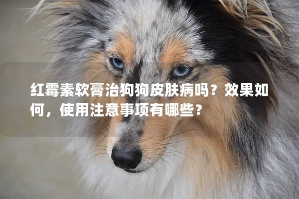 紅霉素軟膏治狗狗皮膚病嗎？效果如何，使用注意事項(xiàng)有哪些？