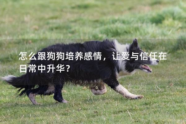 怎么跟狗狗培養感情，讓愛與信任在日常中升華？