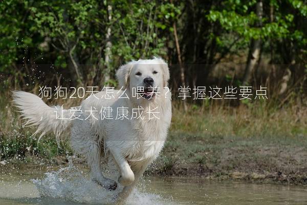 狗狗20天怎么喂養？掌握這些要點，讓愛犬健康成長